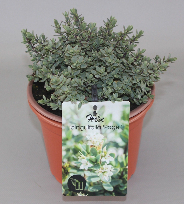 <h4>Hebe Pinguifolia Pagei C2</h4>