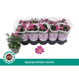 Chrysant Special Artistic Armin