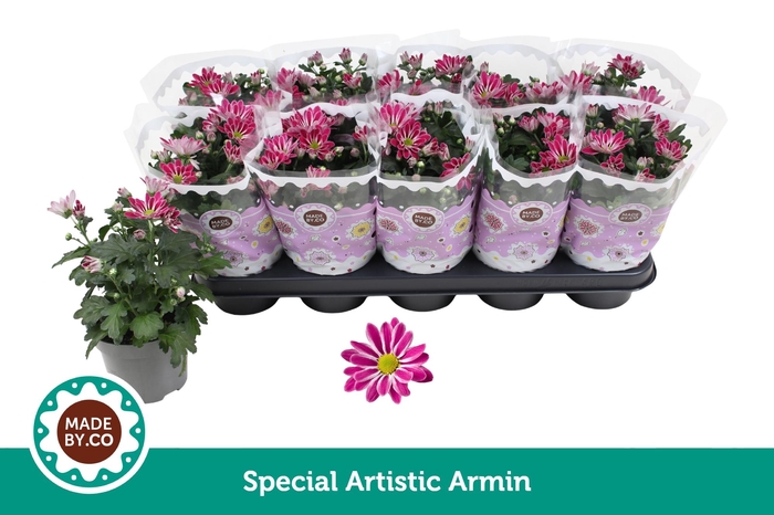 <h4>Chrysant Special Artistic Armin</h4>