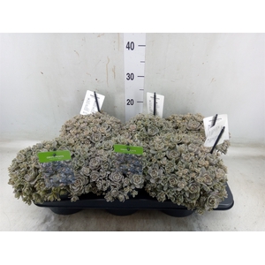 Orostachys furusei