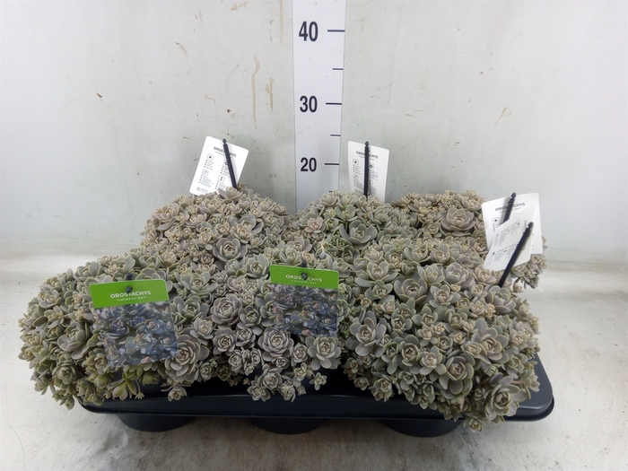 <h4>Orostachys furusei</h4>
