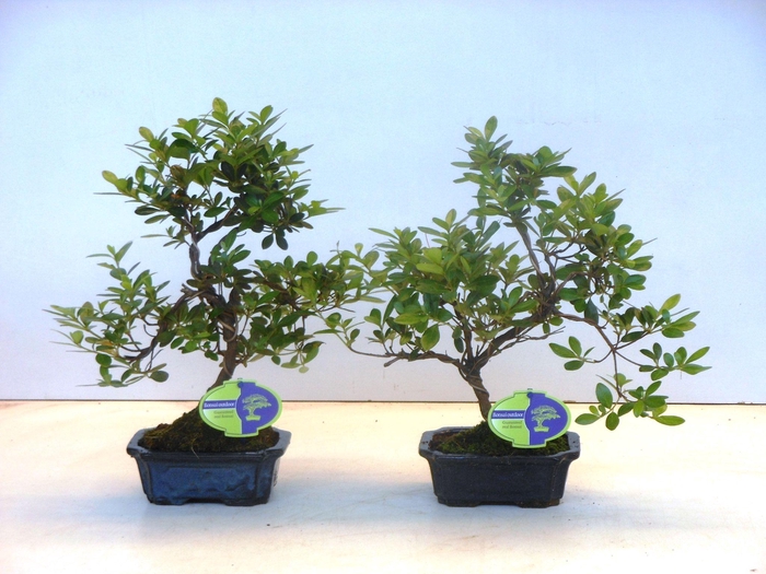 <h4>rhododendron indicum, 15 cm shape without driptray</h4>