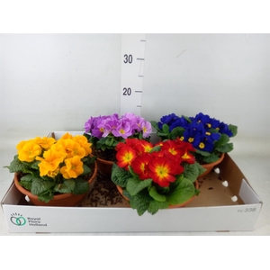 Primula ac.   ...mix