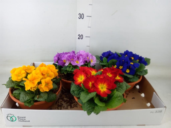 <h4>Primula ac.   ...mix</h4>
