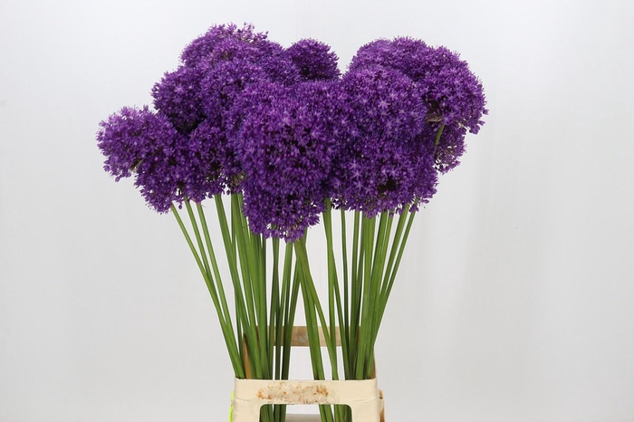 <h4>Allium Dark Knight</h4>