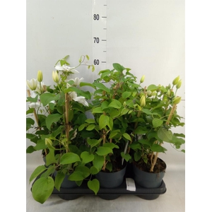 Clematis  'Boulevard'   ...