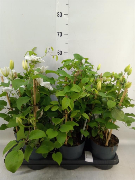 <h4>Clematis  'Boulevard'   ...</h4>