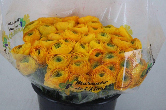 <h4>Ran Cloni Ex Pareo</h4>