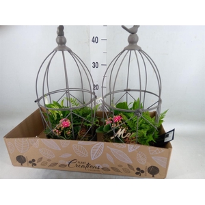 Arr.   Kamerplant Bloei H%