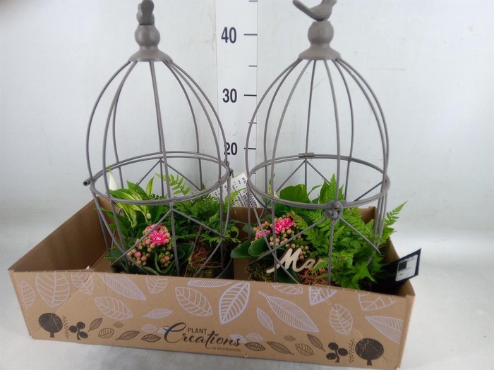 <h4>Arr.   Kamerplant Bloei H%</h4>