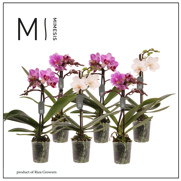 <h4>Phalaenopsis Mix 1 spike – 7cm | Mimesis</h4>