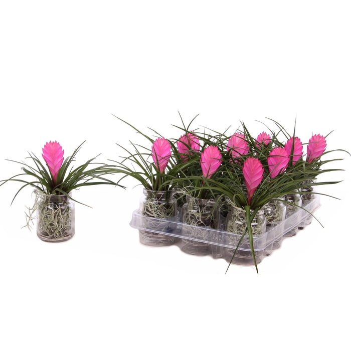 <h4>Tillandsia Cyanea in glas</h4>