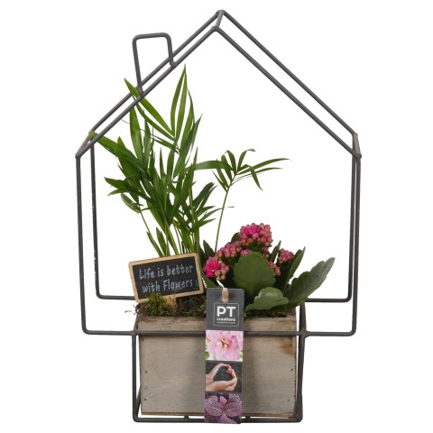 <h4>PTIB7583 Arrangementen kamerplanten</h4>