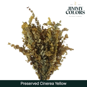 Preserved Cinerea Yellow