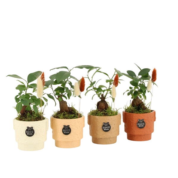<h4>41550: Treasure time arrangement</h4>