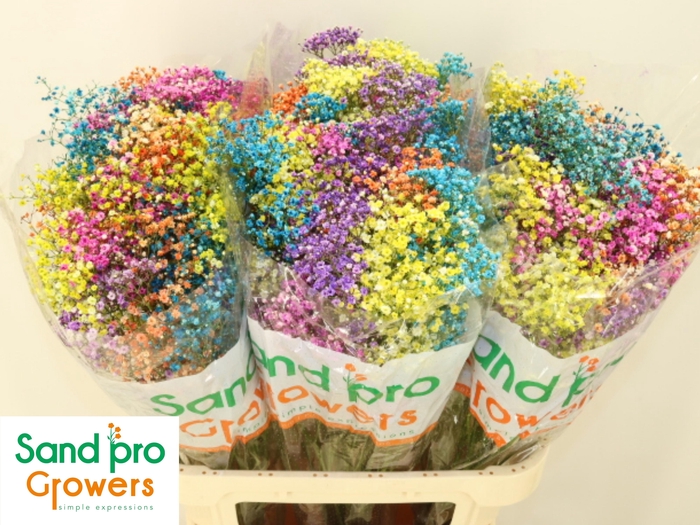 <h4>GYPS KLB H%</h4>