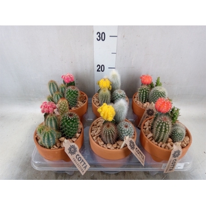 Arr.  Cactus L%