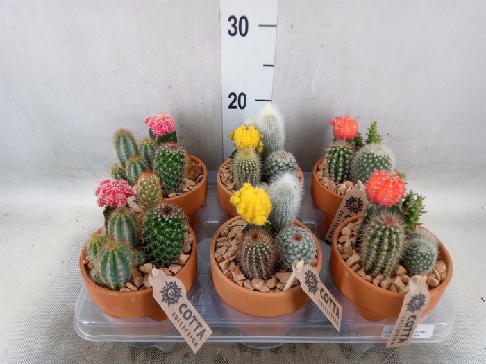 <h4>Arr.  Cactus L%</h4>