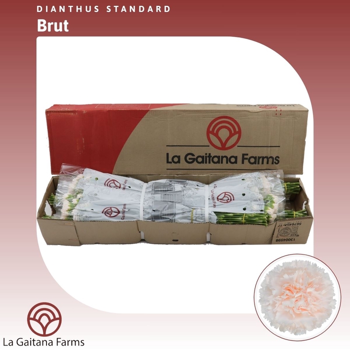<h4>Dianthus St Brut</h4>