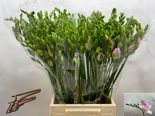 <h4>Fr Du Rosario</h4>