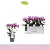 Phalaenopsis Multifloratypes overig paars