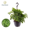 Monstera Obliqua hangpot Monkey Leaf