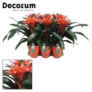 Guzmania Tutti Frutti Squarrosa Luxe Keramiek (Decorum)