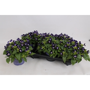 TORENIA KAUAI D BLUE