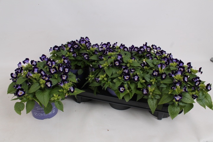 <h4>TORENIA KAUAI D BLUE</h4>