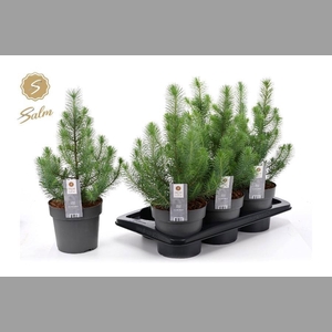 PINUS SILVER CREST