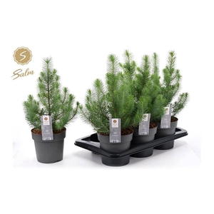 PINUS SILVER CREST
