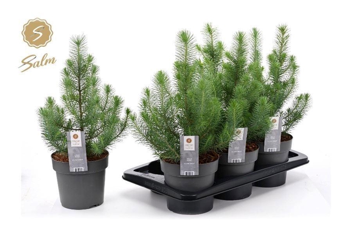 <h4>PINUS SILVER CREST</h4>