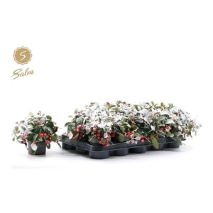 !! PROMO !! GAULTH PR BIG BERRY P10 SNOW