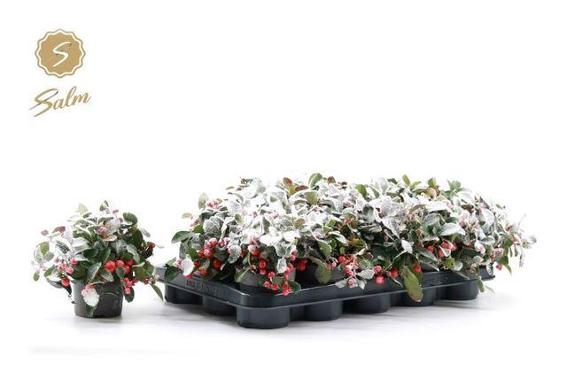 <h4>GAULTH PR BIG BERRY P10 SNOW</h4>