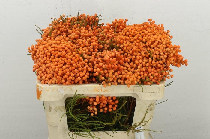 <h4>Kaaps Groen Lanuginosa Peanut</h4>