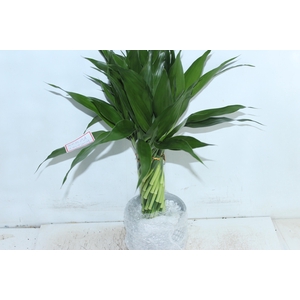 BAMBU TORCIDO RESINA