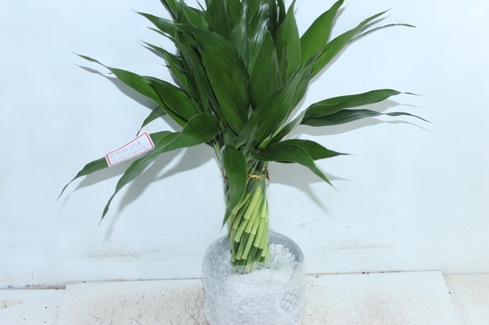 <h4>BAMBU TORCIDO RESINA</h4>