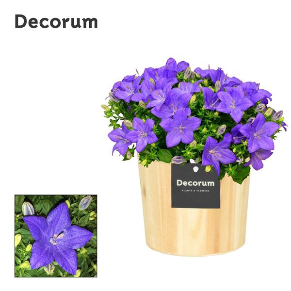 <h4>Campanula Napoli Wood</h4>