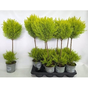 CUPR MA GOLDC VORMEN