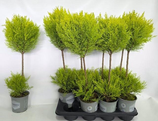 <h4>CUPR MA GOLDC VORMEN</h4>