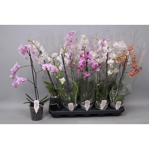 PHAL MF GEM