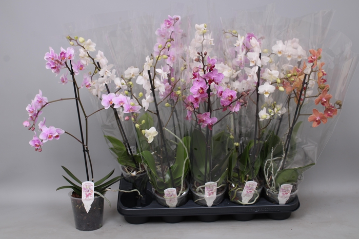 <h4>PHAL MF GEM</h4>