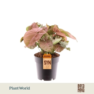 Syngonium