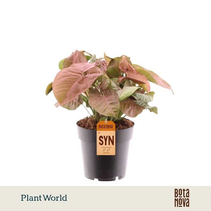 <h4>Syngonium</h4>