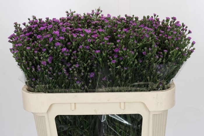 <h4>Aster Baby Pink</h4>