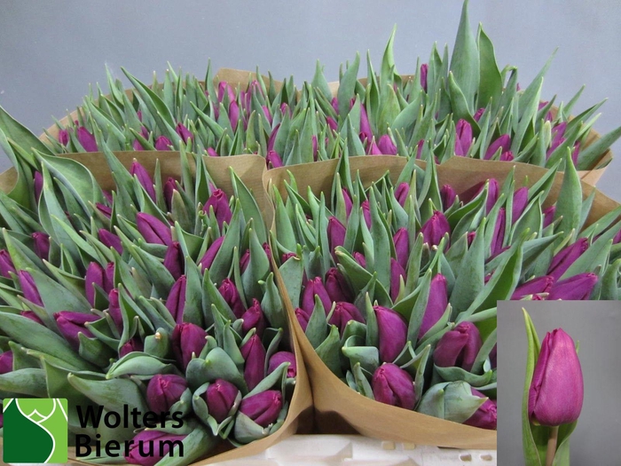 <h4>TU EN PURPLE PRINCE</h4>