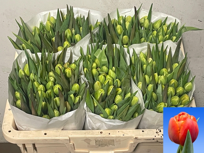 <h4>TU DU ICOON</h4>