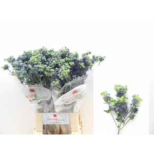 ERYNG PL MAG PURP ST