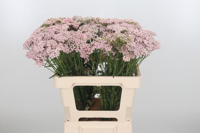 <h4>Achillea Pink Lady</h4>