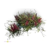 arr8 Callu Ga G Tri Girls + Muehlenbeckia